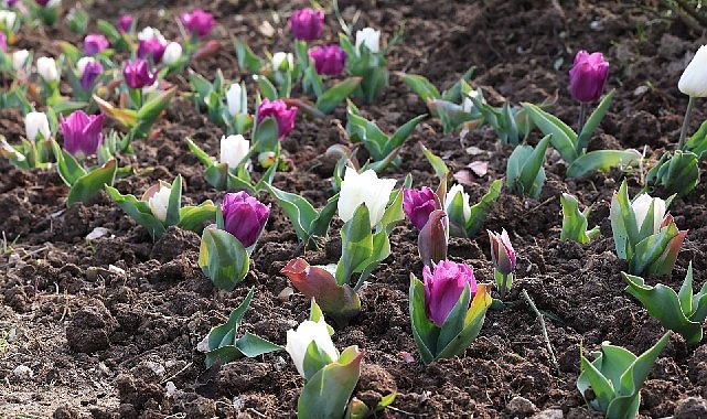 osmangazide 2026 yilinda 470 bin cicek toprakla bulusacak