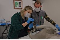 yarali turna ormanyada yasama tutundu