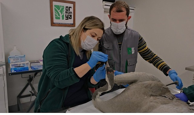 yarali turna ormanyada yasama tutundu