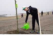 yeni yasam alaninda cinar agaclari yukselecek