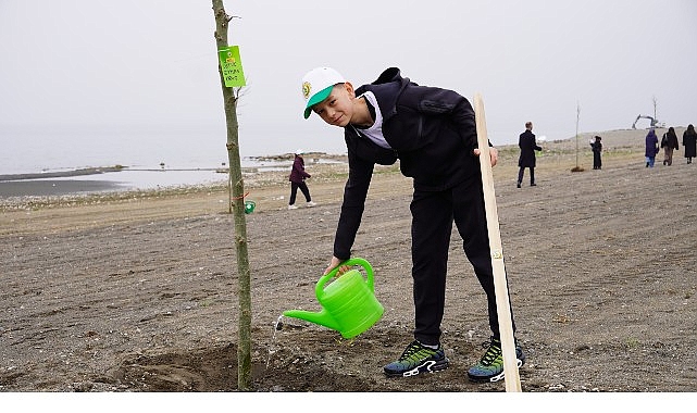 yeni yasam alaninda cinar agaclari yukselecek