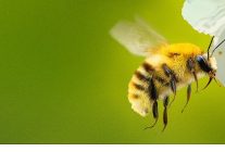 arilarin gizemli dunyasi 7 nisan sali saat 20 00 ve 21 00de iki bolum art arda national geographic wild ekranlarinda izleyicilerle bulusuyor