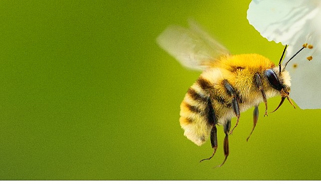 arilarin gizemli dunyasi 7 nisan sali saat 20 00 ve 21 00de iki bolum art arda national geographic wild ekranlarinda izleyicilerle bulusuyor