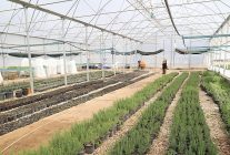 buyuksehirden alanyanin cografi isaretli keciboynuzuna destek