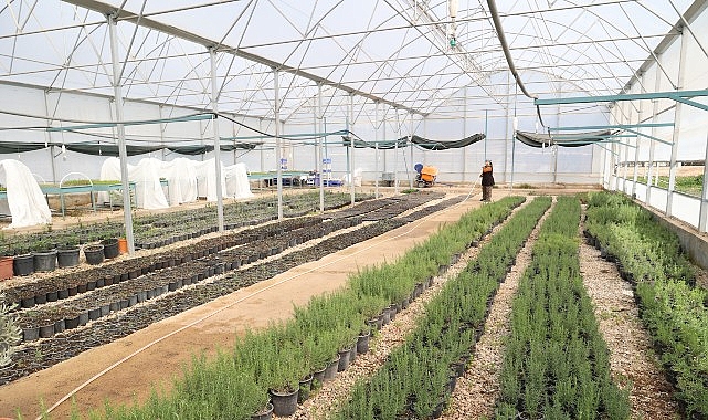 buyuksehirden alanyanin cografi isaretli keciboynuzuna destek