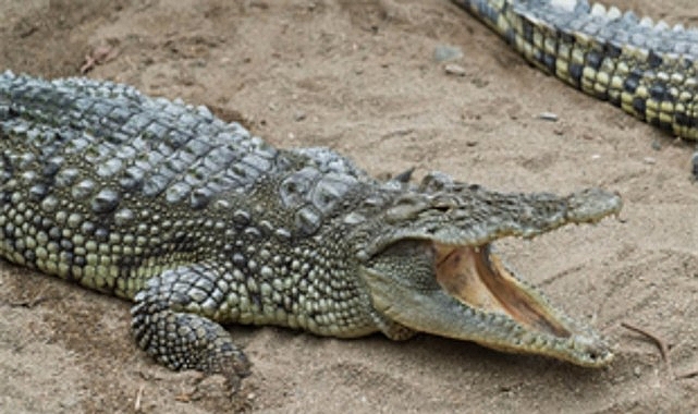 buyuksehirden cocuklara bayram hediyesi