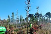 fidanlara koruyucu mudahale