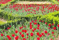 istanbulda renk cumbusu lale bayrami 11 12 nisanda kutlanacak