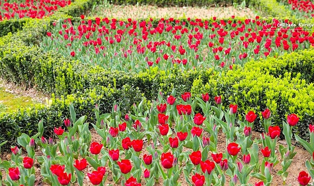 istanbulda renk cumbusu lale bayrami 11 12 nisanda kutlanacak