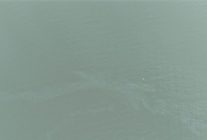 izmir korfezinde kirlilik alarmi ayni tehdit 11 kez goruldu