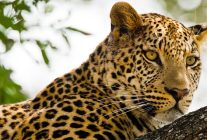 kalahari afrikanin gizli colu 19 nisan pazar 20 00de national geographic wild ekranlarinda izleyicilerle bulusuyor