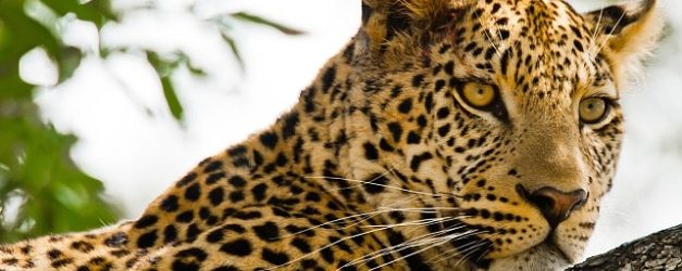 kalahari afrikanin gizli colu 19 nisan pazar 20 00de national geographic wild ekranlarinda izleyicilerle bulusuyor