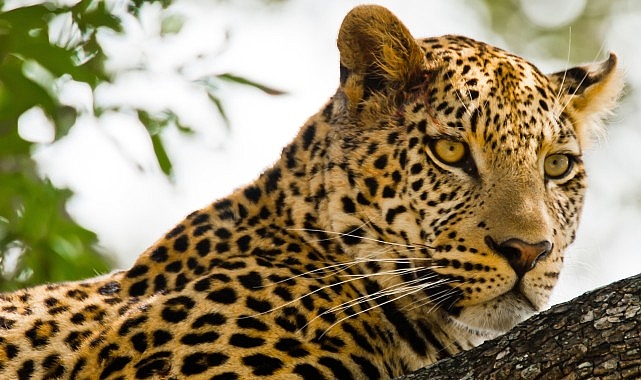 kalahari afrikanin gizli colu 19 nisan pazar 20 00de national geographic wild ekranlarinda izleyicilerle bulusuyor