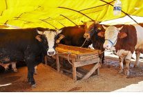 keciorende kurban satis alani basvurulari basliyor