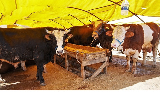 keciorende kurban satis alani basvurulari basliyor
