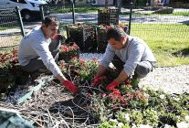 kemer yaz sezonuna hazirlaniyor ilce petunyalarla susleniyor