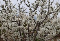 kiraz hasreti bu sene bitiyor