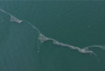 korfezde 12 kez dis kaynakli kirlilik tespit edildi