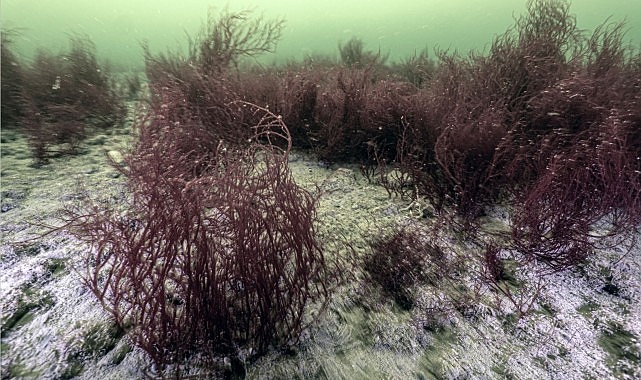 Mekânın sahipleri geri döndü 1 mekanin sahipleri geri dondu