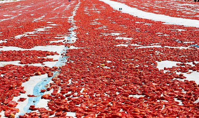 meyve sebze mamulleri ihracatinda aslan payi ege bolgesinin