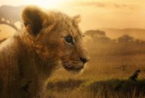 4 bolumluk belgesel seri aslan kralin dogusu 19 ve 26 agustos carsamba gunleri 20 00de iki bolum art arda national geographic ekranlarina geliyor