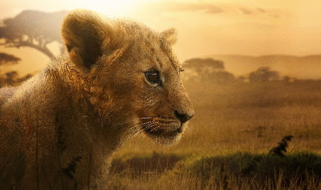 4 Bölümlük Belgesel Seri “Aslan Kralın Doğuşu” 19 ve 26 Ağustos Çarşamba Günleri 20.00’de İki Bölüm Art Arda National Geographic Ekranlarına Geliyor 1 4 bolumluk belgesel seri aslan kralin dogusu 19 ve 26 agustos carsamba gunleri 20 00de iki bolum art arda national geographic ekranlarina geliyor