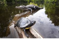 amerikanin amazonu 29 agustos cumartesi saat 20 00de national geographic wildda