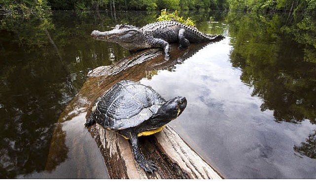 ‘Amerika’nın Amazonu’, 29 Ağustos Cumartesi Saat 20.00’de National Geographic WILD’da! 1 amerikanin amazonu 29 agustos cumartesi saat 20 00de national geographic wildda