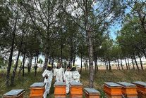 bilincli uretim kocaelinin balini turkiyeye tasiyor