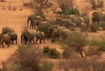 fil dunyasi 12 agustos carsamba saat 20 00de national geographic wild ekranlarinda