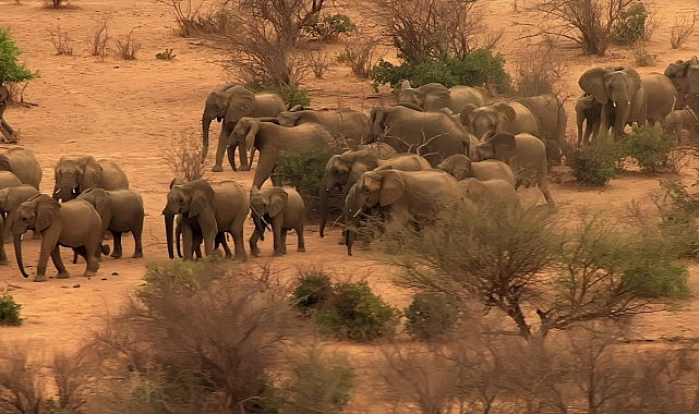 ‘Fil Dünyası’, 12 Ağustos Çarşamba Saat 20.00’de National Geographic WILD Ekranlarında! 1 fil dunyasi 12 agustos carsamba saat 20 00de national geographic wild ekranlarinda