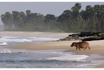 gabonun sorfculeri ormandan okyanusa 22 agustos cumartesi saat 20 00de national geographic wild ekranlarinda izleyicilerle bulusuyor