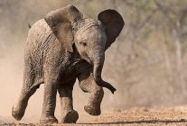 kucuk devler 23 agustos pazar saat 20 00de national geographic wild ekranlarinda