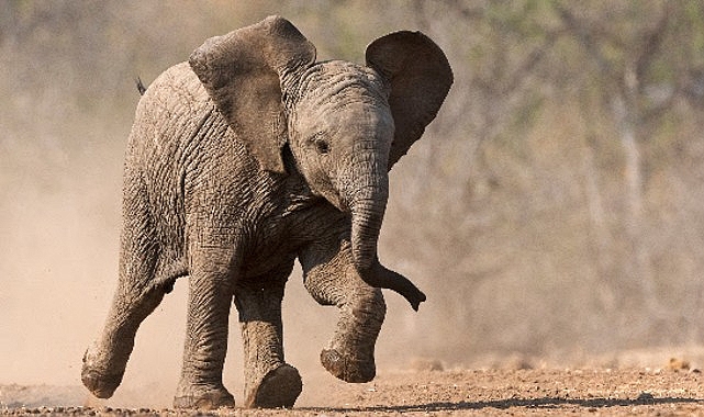 ‘Küçük Devler’, 23 Ağustos Pazar Saat 20.00’de National Geographic WILD Ekranlarında! 1 kucuk devler 23 agustos pazar saat 20 00de national geographic wild ekranlarinda
