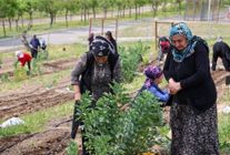 mahalle bostanlari buyuyor