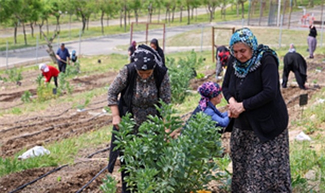 Mahalle Bostanları büyüyor 1 mahalle bostanlari buyuyor