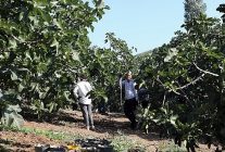 mudanyada incir hasadi suruyor