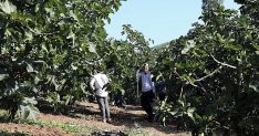 mudanyada incir hasadi suruyor