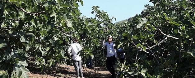 mudanyada incir hasadi suruyor