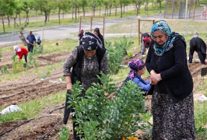 toprakta hayat sofrada bereket mahalle bostanlarinda yaz hasadi