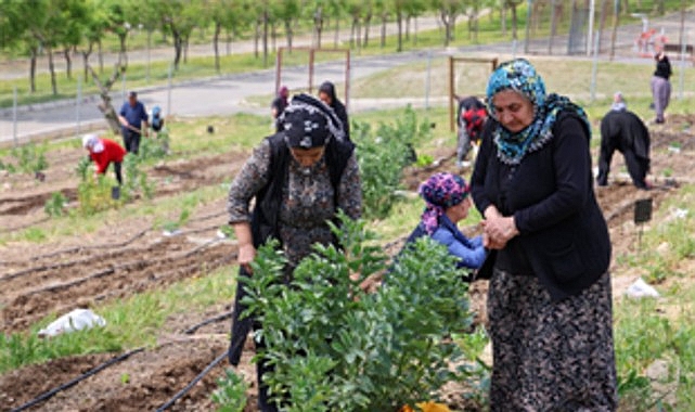 Toprakta hayat, sofrada bereket: Mahalle Bostanları’nda yaz hasadı 1 toprakta hayat sofrada bereket mahalle bostanlarinda yaz hasadi