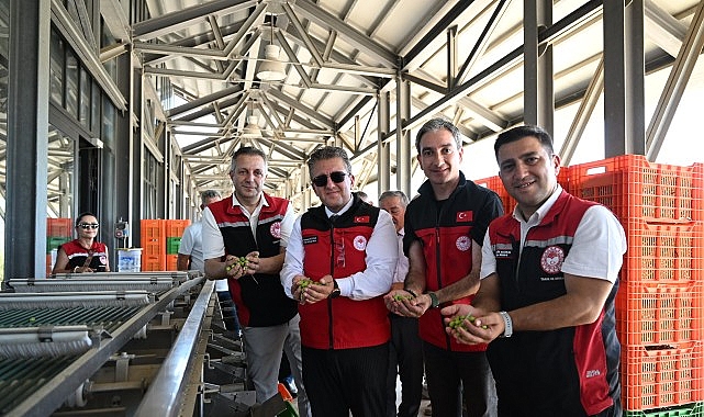 Türkiye’de Sezonun İlk Zeytin Hasadı Dikili Bademli’de Gerçekleştirildi 1 turkiyede sezonun ilk zeytin hasadi dikili bademlide gerceklestirildi