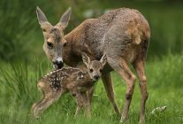 yeni vahsi nesil hayata ilk adim 30 agustos pazar saat 20 00de national geographic wildda