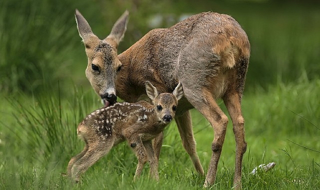 ‘Yeni Vahşi Nesil: Hayata İlk Adım’, 30 Ağustos Pazar Saat 20.00’de National Geographic WILD’da! 1 yeni vahsi nesil hayata ilk adim 30 agustos pazar saat 20 00de national geographic wildda