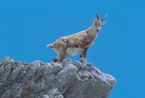 4 bolumluk almanyanin buyulu daglari 5 ve 12 eylul cumartesi saat 21 00de iki bolum art arda national geographic wild ekranlarinda