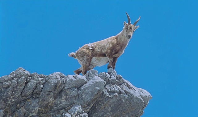 4 bolumluk almanyanin buyulu daglari 5 ve 12 eylul cumartesi saat 21 00de iki bolum art arda national geographic wild ekranlarinda