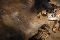 safarinin gizli dunyasi 6 eylul pazar saat 20 00de iki bolum art arda national geographic wild ekranlarinda