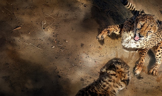 ‘Safarinin Gizli Dünyası’, 6 Eylül Pazar Saat 20.00’de İki Bölüm Art Arda National Geographic WILD Ekranlarında! 1 safarinin gizli dunyasi 6 eylul pazar saat 20 00de iki bolum art arda national geographic wild ekranlarinda